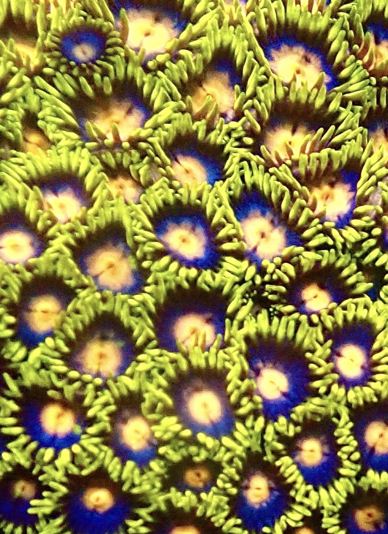 Frozen Lemon Zoanthid (12+ Polyps ) - Image 2