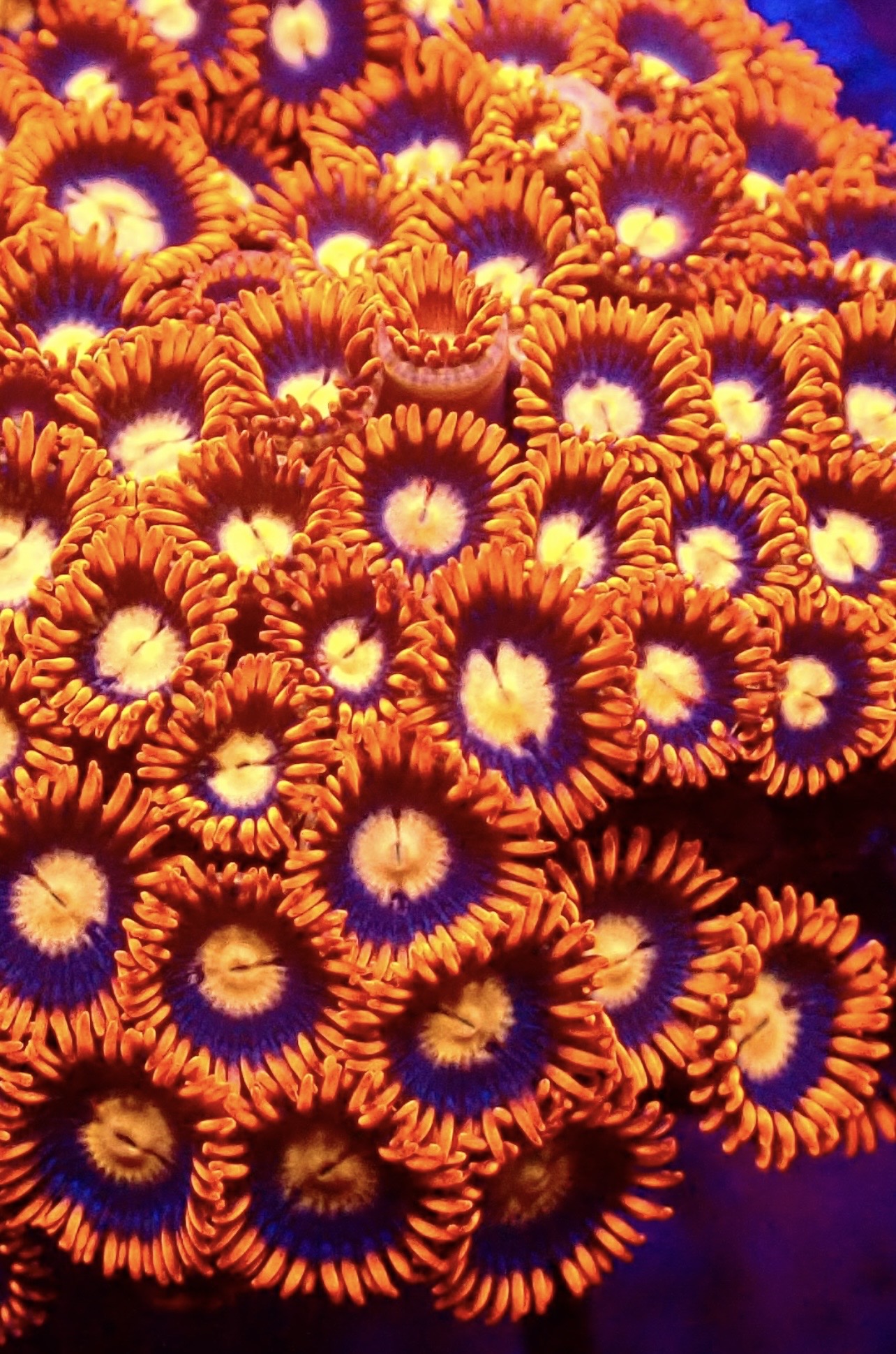 Blaze Of Glory Zoanthid (12+ Polyps ) - Image 2