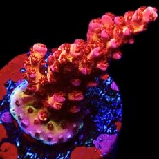 WYSIWYG 23E PC Rainbow Acropora Frag