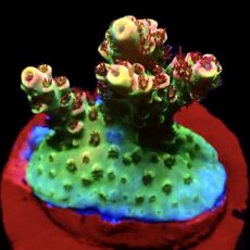 WYSIWYG 23i Acropora Frag