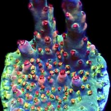 WYSIWYG 25E Acropora Frag
