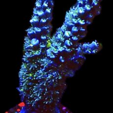 WYSIWYG 25H Acropora Tenius Frag Large