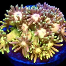 Banana Berry Goniopora Frag (20+ Polyps)