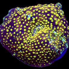 WYSIWYG 30H Lemon Sparkle Discosoma