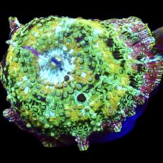 WYSIWYG 33i Rainbow Discosoma Mushroom