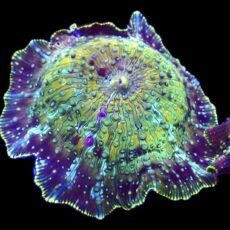 WYSIWYG 34G Rainbow Discosoma Mushroom Large