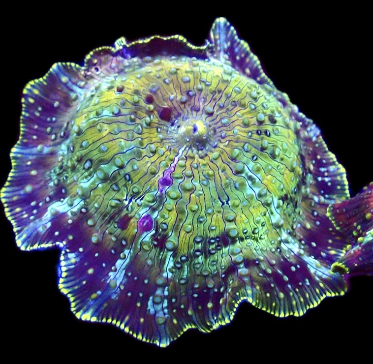 WYSIWYG 34G Rainbow Discosoma Mushroom Large