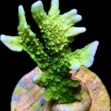 WYSIWYG 7D Elkhorn Montipora Frag