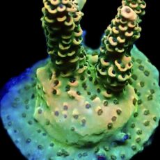 WYSIWYG 18G Limoncello Frag
