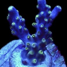 WYSIWYG 16G Acropora Frag