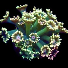 Razzle Dazzle Ultra Goniopora Frag (20+ Polyps)