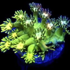 Toxic Fruits Ultra Goniopora Frag (10+ Polyps)