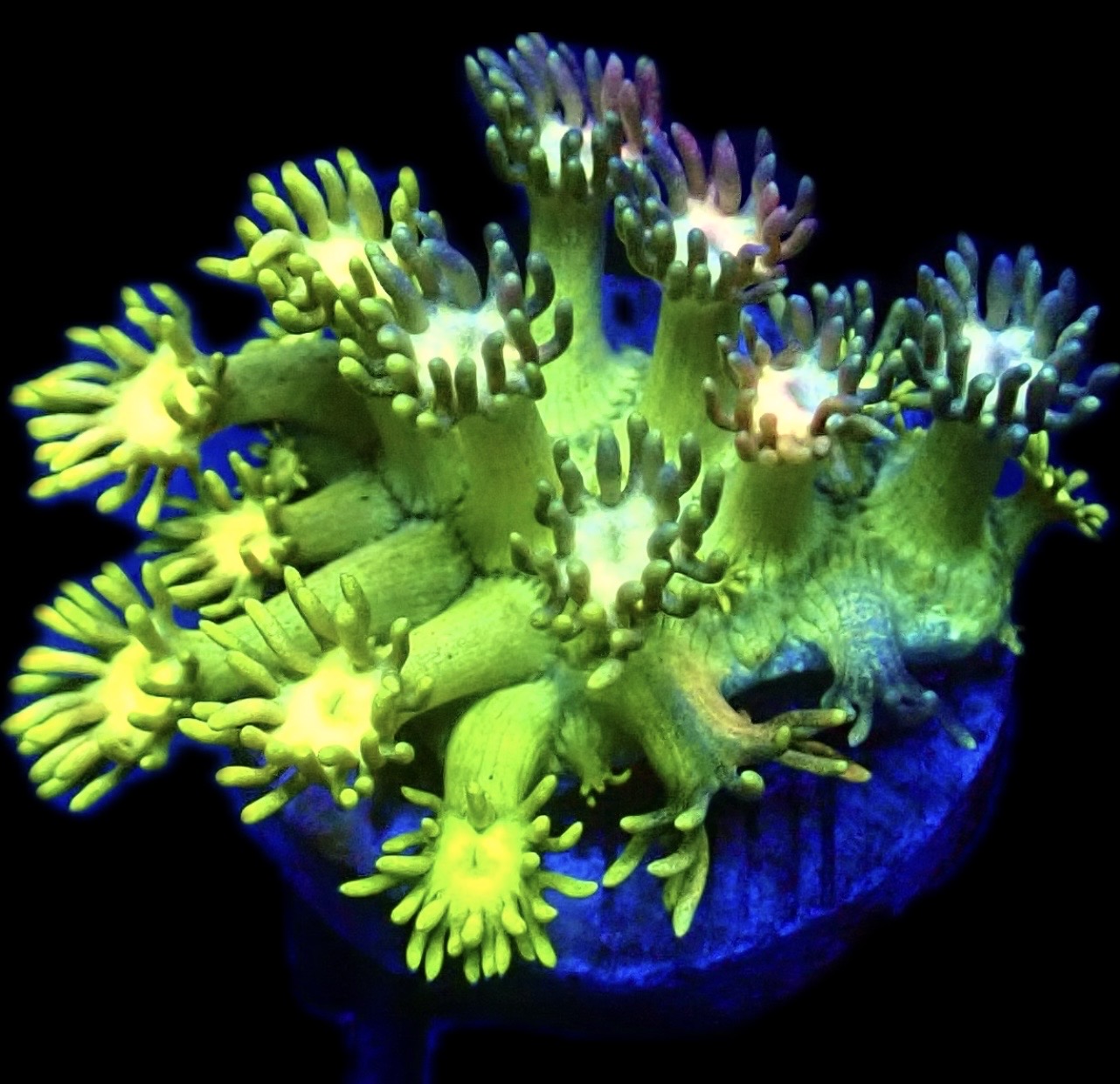 Toxic Fruits Ultra Goniopora Frag (10+ Polyps)