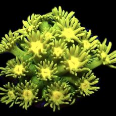 Canary Yellow Ultra Goniopora Frag (15+ Polyps)