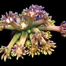 Banana Berry Goniopora Frag (20+ Polyps)