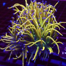 WYSIWYG Rainbow Grail Torch Euphyllia Triple Head 19