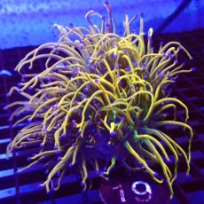 WYSIWYG Rainbow Grail Torch Euphyllia Triple Head 19