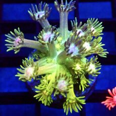 WYSIWYG Rainbow Goniopora Frag 49 (15+ Polyps)