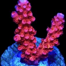 WYSIWYG M4 PC Rainbow Acropora Frag