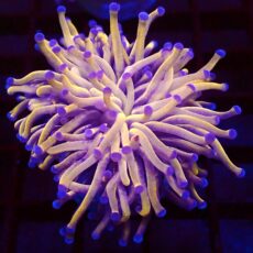 WYSIWYG Super 24K Torch Euphyllia 25