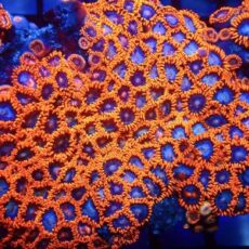 Fire And Ice Zoanthid Frag Ultra Colour Frag ( 15+Polyps )