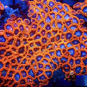 Fire And Ice Zoanthid Frag Ultra Colour Frag ( 15+Polyps )