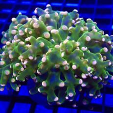 Ultra Orange Tip Emerald Frogspawn Large Single Head