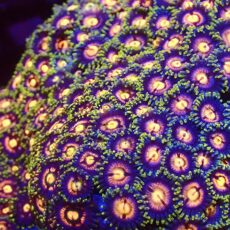 Fruit Loop Zoanthid (15+ Polyps )