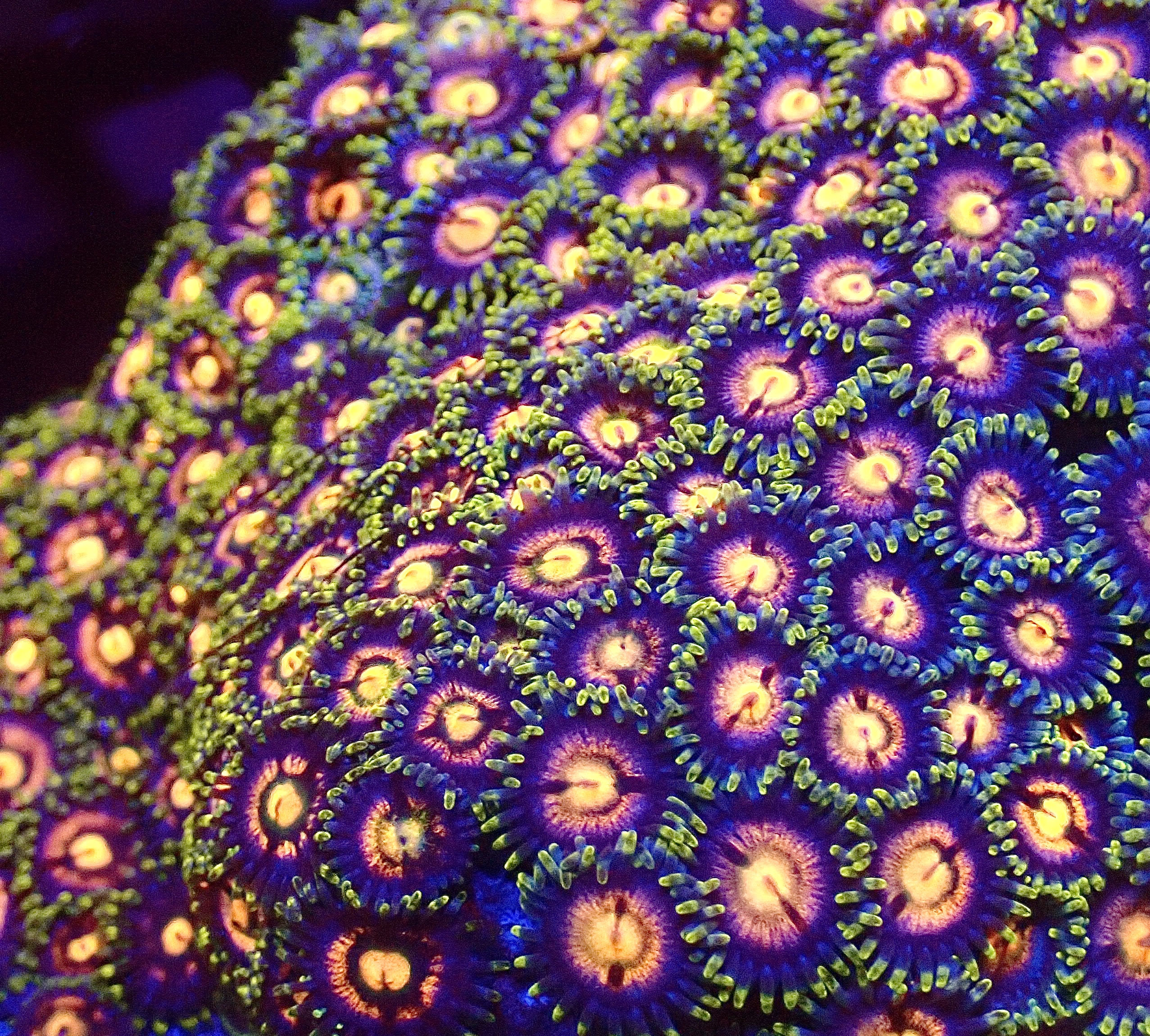Fruit Loop Zoanthid (15+ Polyps )