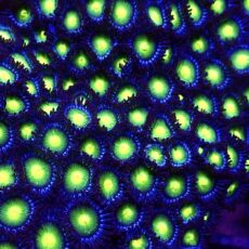 Acid Drop Zoanthid Frag  (15+ Polyps)