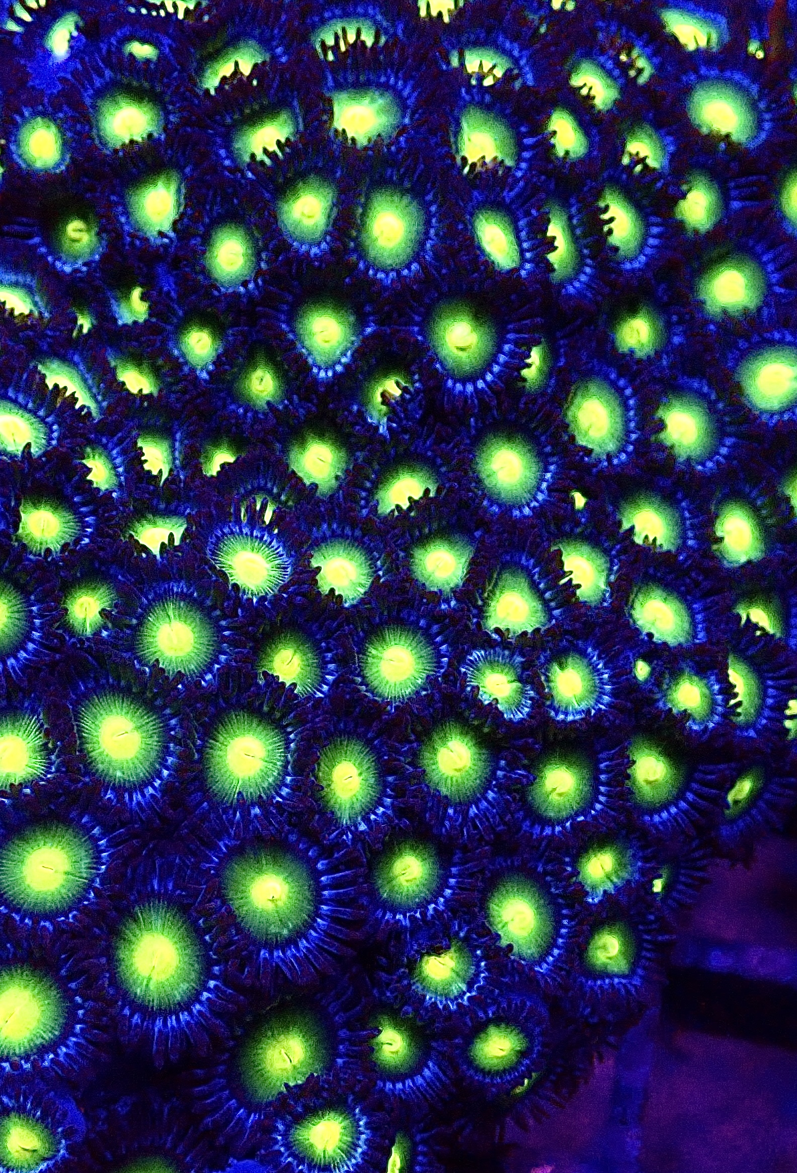 Acid Drop Zoanthid Frag (15+ Polyps)