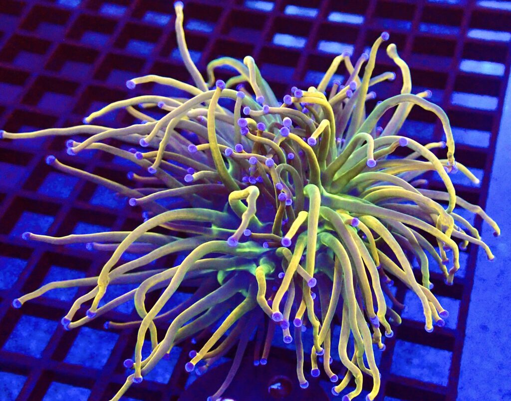WYSIWYG Rainbow Grail Torch Euphyllia Double Head 26