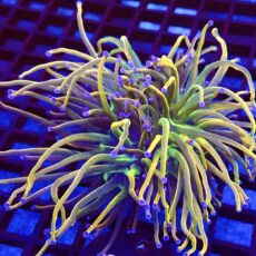 WYSIWYG Rainbow Grail Torch Euphyllia Double Head 26