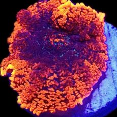 WYSIWYG 35F Flaming Hot Rhodactis Mushroom