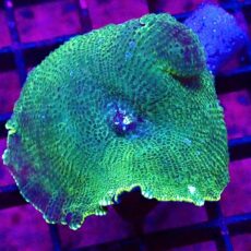 WYSIWYG 35H Ultra Discosoma Mushroom Large