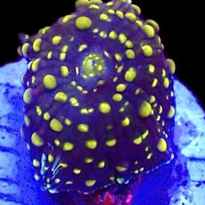 WYSIWYG 36B Orange Spotted Discosoma Mushroom