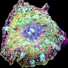 WYSIWYG 36D Ultra Discosoma Mushroom