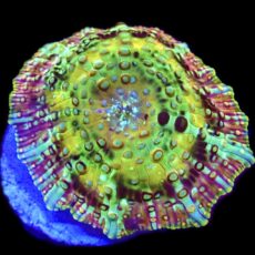 WYSIWYG 36E Ultra Discosoma Mushroom