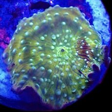 WYSIWYG 36F Ultra Discosoma Mushroom
