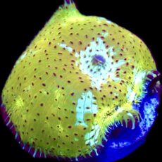 WYSIWYG 34J Ultra Discosoma Mushroom