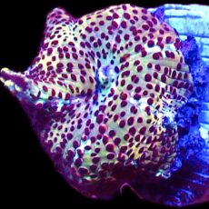 WYSIWYG 35J Ultra Discosoma Mushroom