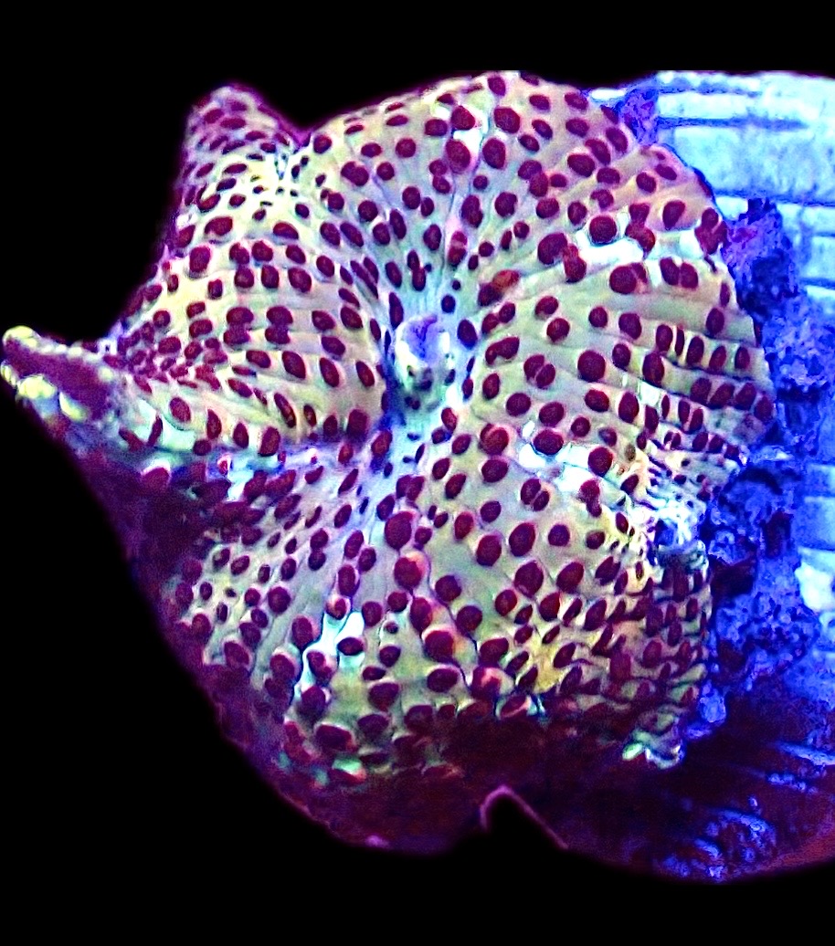 WYSIWYG 35J Ultra Discosoma Mushroom