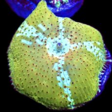 WYSIWYG 36J Ultra Discosoma Mushroom