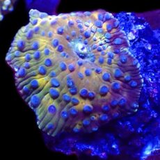 WYSIWYG 33J Blue Spotted Discosoma Mushroom
