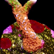 WYSIWYG 12J Ultra Forest Fire Montipora