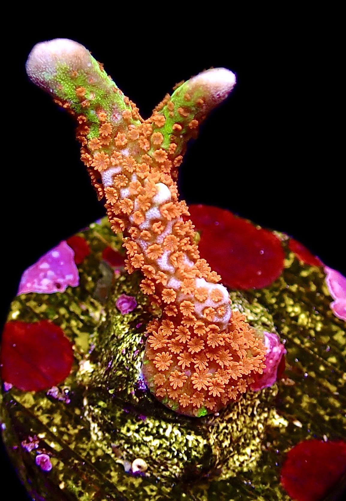 WYSIWYG 12J Ultra Forest Fire Montipora