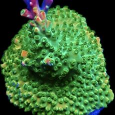 WYSIWYG 25G Rainbow Staghorn Acropora Large
