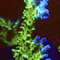 WYSIWYG M14 Violet Venom Acropora Frag Extra Large