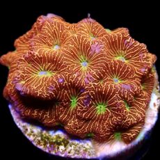 WYSIWYG 7L Jack 'O' Lantern Leptoseris Frag