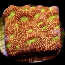 WYSIWYG 8L Jack 'O' Lantern Leptoseris Frag